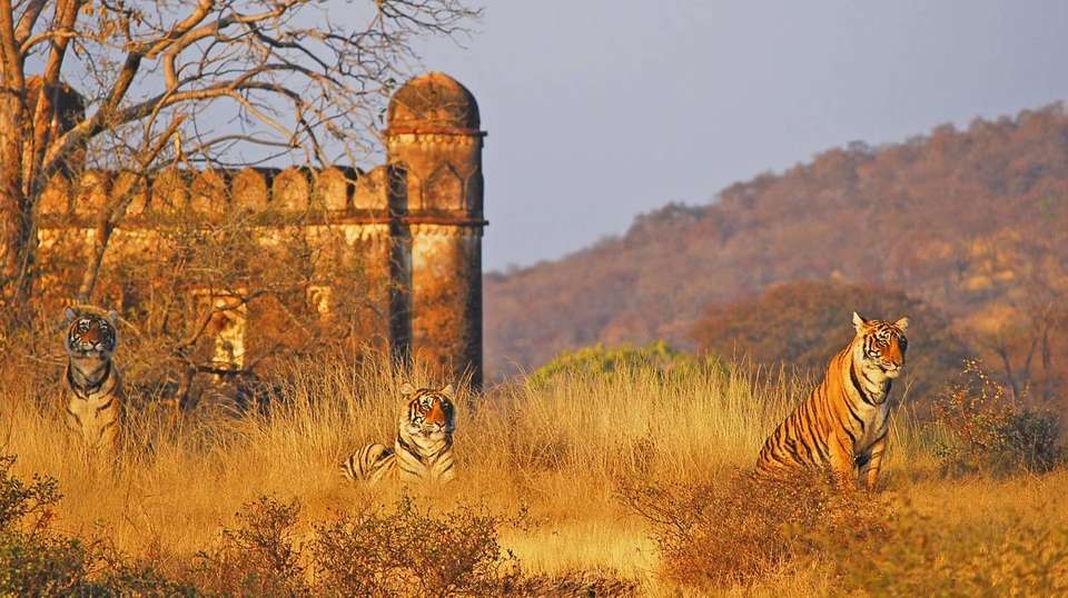 India Golden Triangle with Tigers & Leopards - Amazing India Tours - India - Image 5