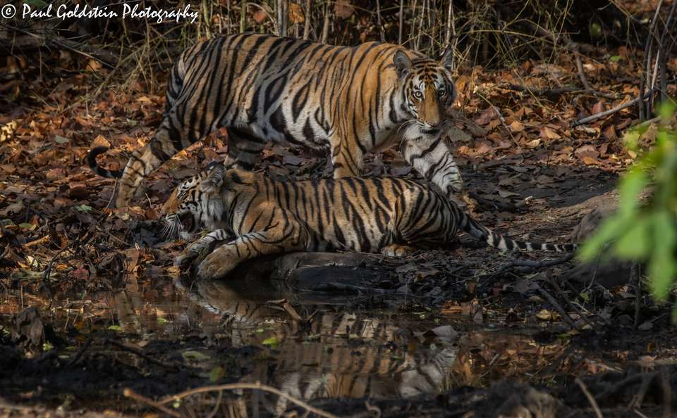 India Photography Safari with Paul Goldstein - undefined - Image 6
