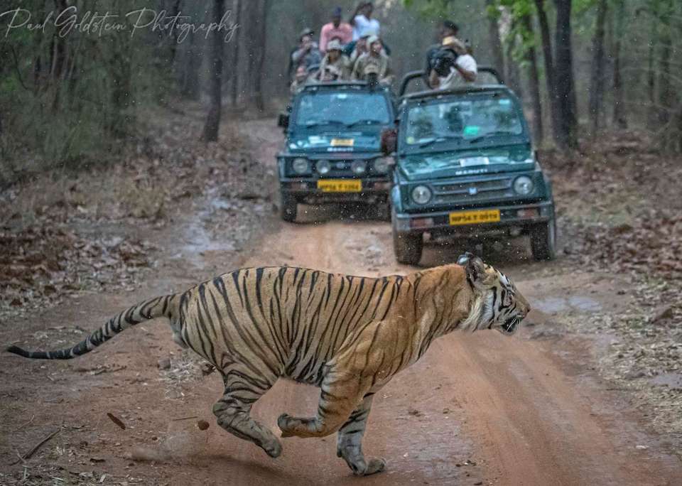 India Photography Safari with Paul Goldstein - undefined - Image 7