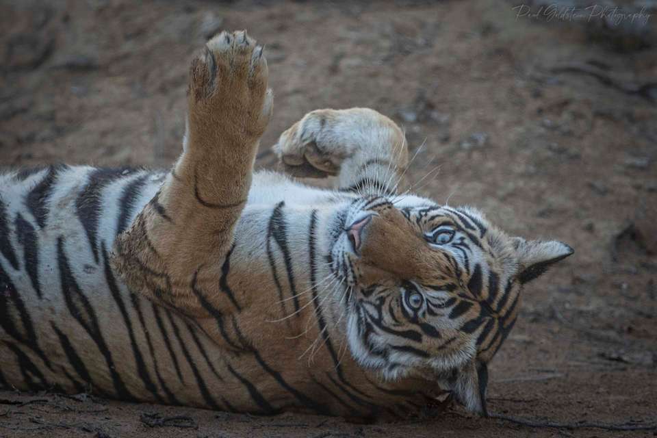 India Photography Safari with Paul Goldstein - undefined - Image 9