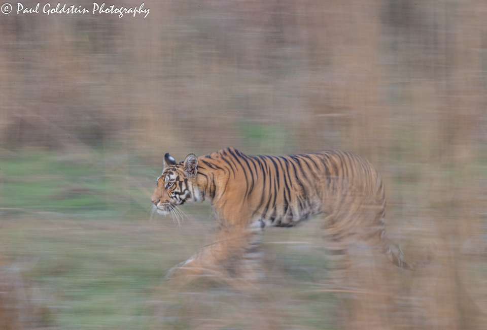 India Photography Safari with Paul Goldstein - undefined - Image 11