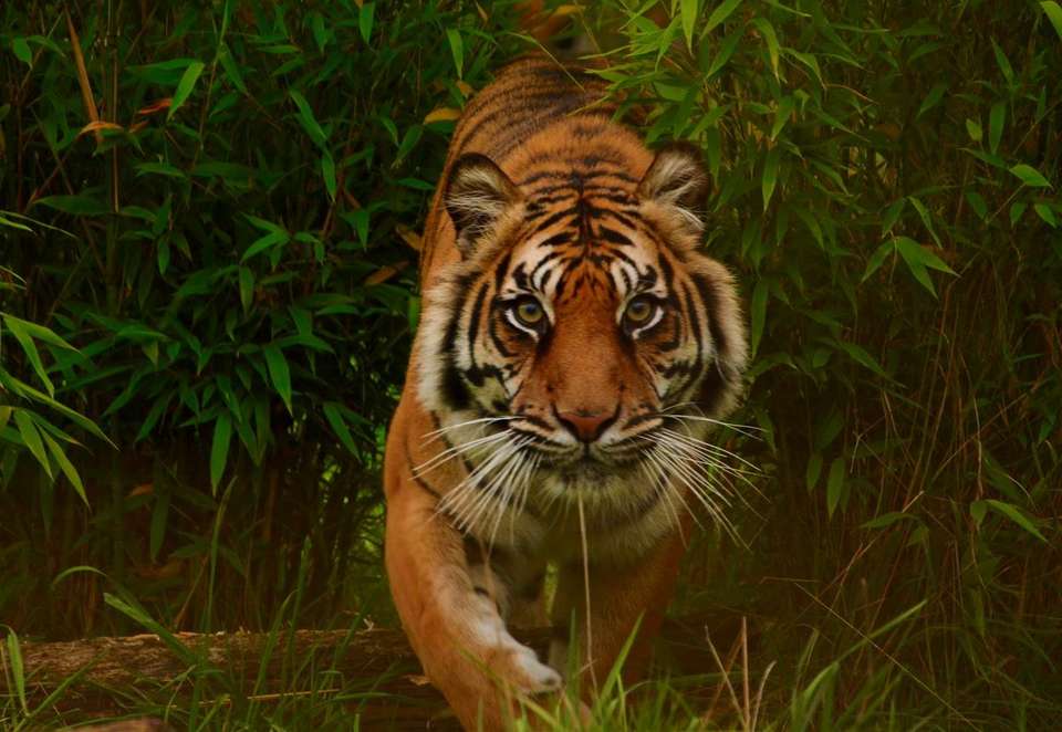 India Photography Safari with Paul Goldstein - undefined - Image 13