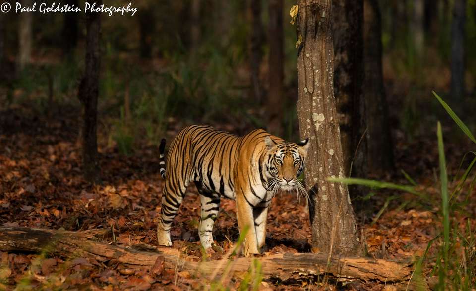 India Photography Safari with Paul Goldstein - Reverse Itinerary - undefined - Image 5
