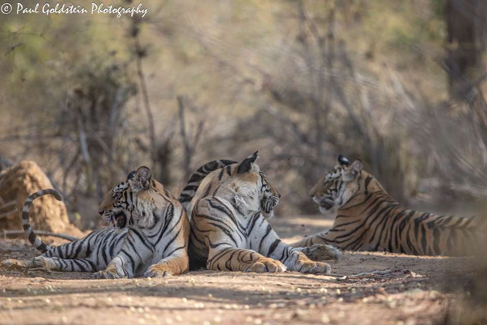 India Photography Safari with Paul Goldstein - Reverse Itinerary - undefined - Image 7
