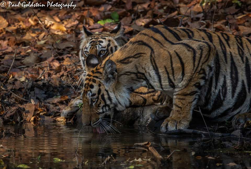 India Photography Safari with Paul Goldstein - Reverse Itinerary - undefined - Image 8