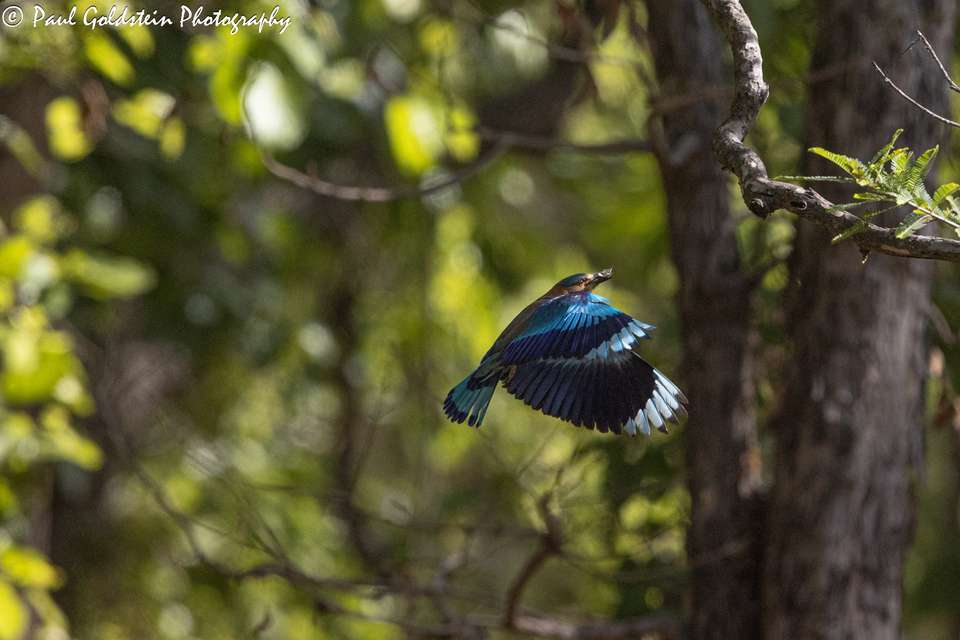 India Photography Safari with Paul Goldstein - Reverse Itinerary - undefined - Image 13