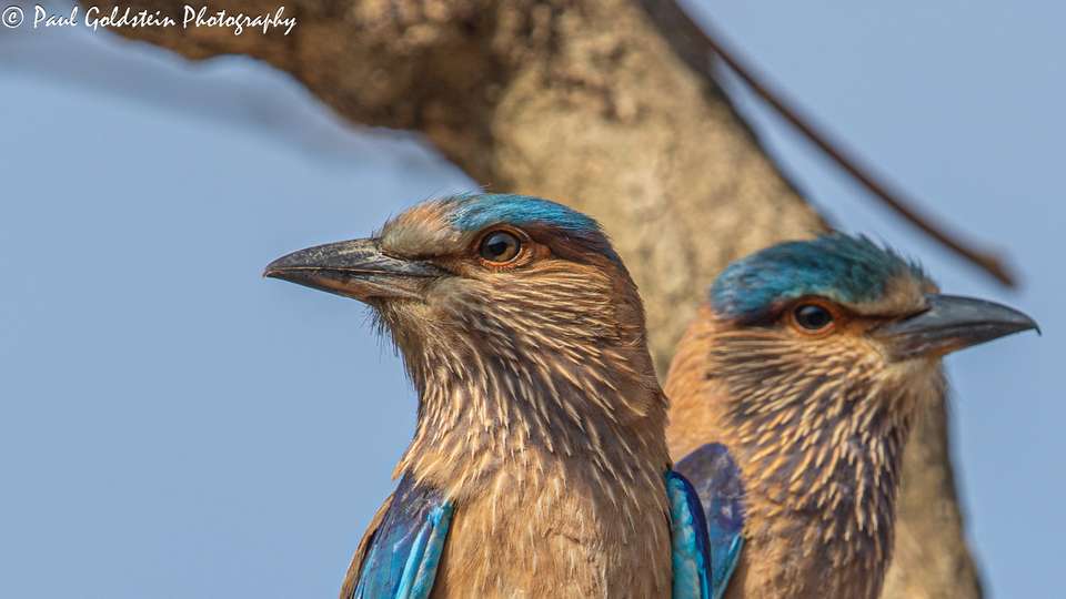 India Photography Safari with Paul Goldstein - Reverse Itinerary - undefined - Image 14