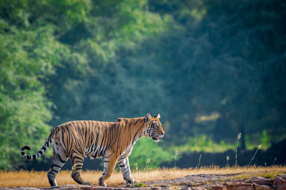 India’s Taj Mahal and Tigers - Premium Adventure - Exodus Adventure Travels - India - Image 14