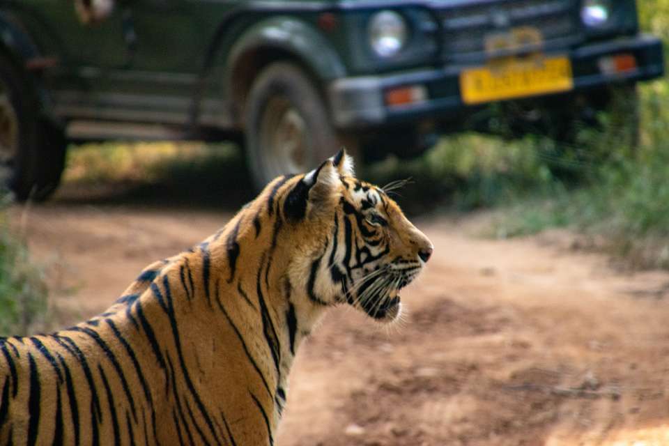 India’s Taj Mahal and Tigers - Premium Adventure - Exodus Adventure Travels - India - Image 10