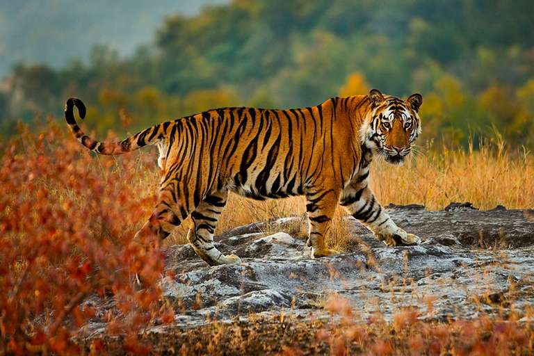 India Safari trip - alternative tour available