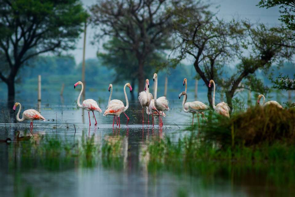 India Safari - Intrepid Travel - India - Image 17