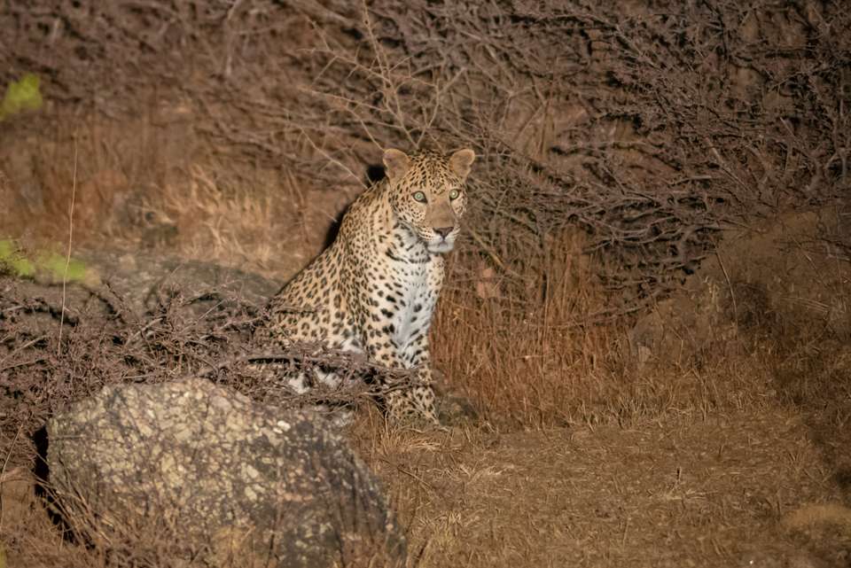 India Safari - Intrepid Travel - India - Image 14