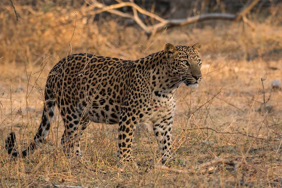 India Safari - Intrepid Travel - India - Image 13