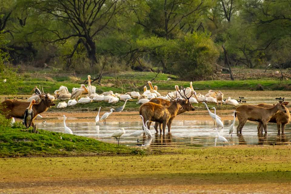 India Safari - Intrepid Travel - India - Image 2