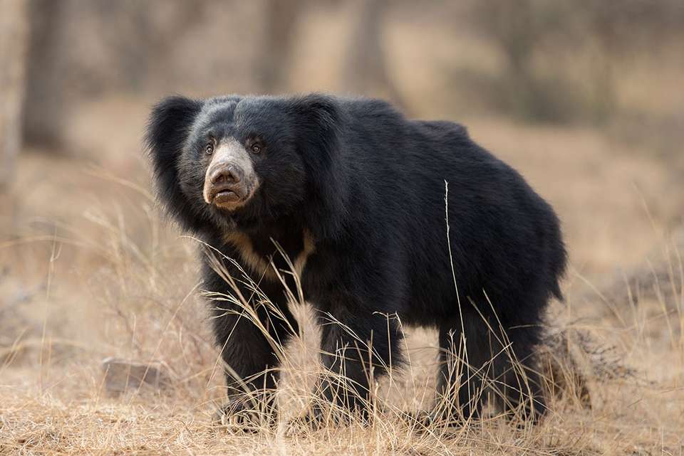 India Safari - Intrepid Travel - India - Image 9