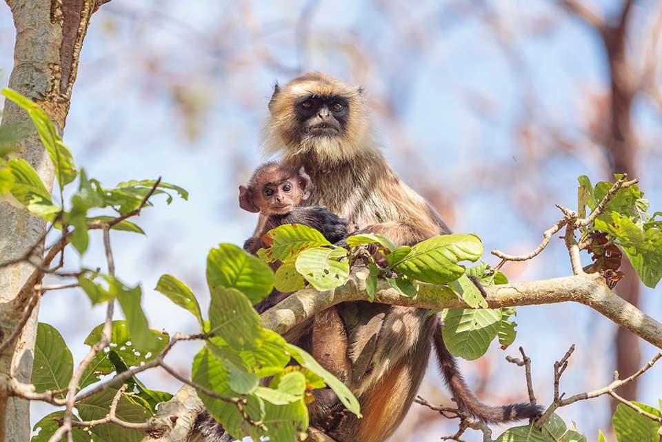 India Safari - Intrepid Travel - India - Image 8
