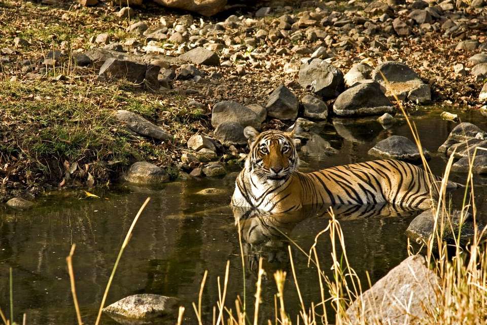India Safari - Intrepid Travel - India - Image 4