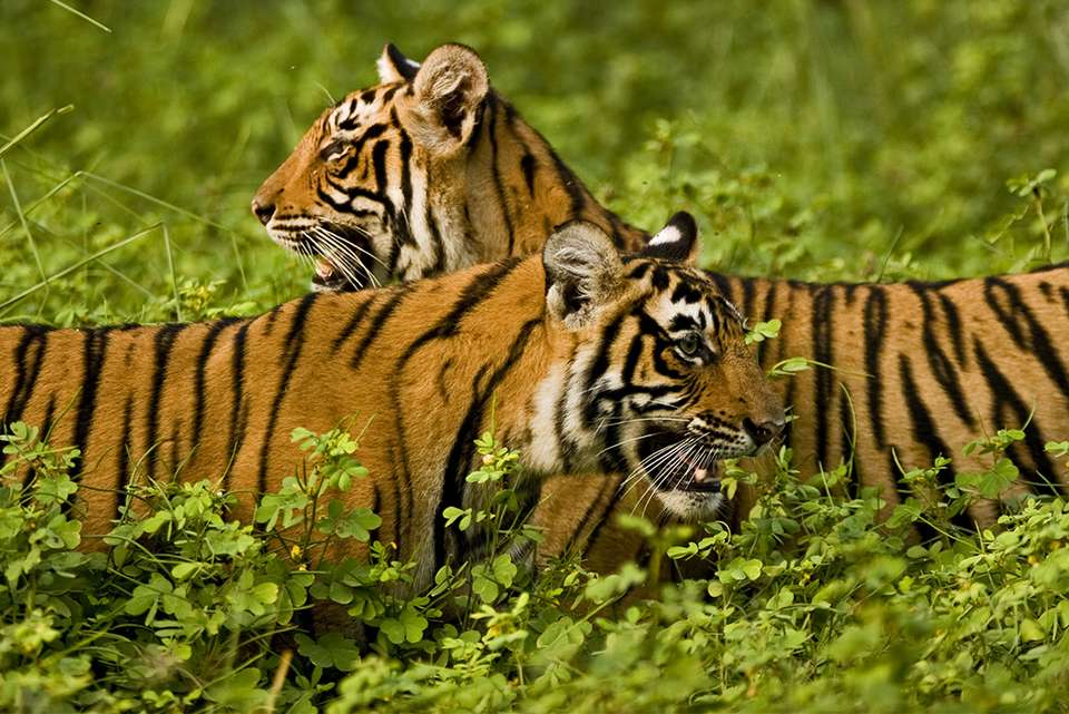 India Safari - Intrepid Travel - India - Image 3