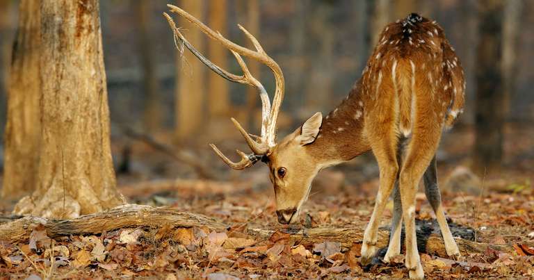 New Delhi Wildlife safaris and game drives Tour: India Tiger Safari