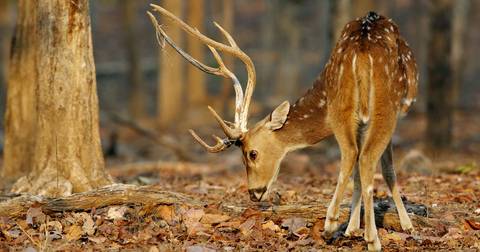 New Delhi Wildlife Safaris And Game Drives Tour: India Tiger Safari