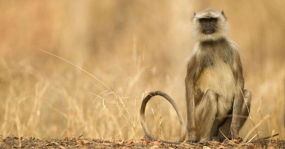 India Tiger Safari - Explore - India