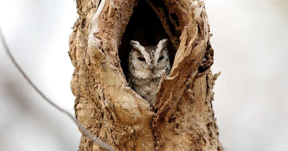 India Tiger Safari - Explore - India