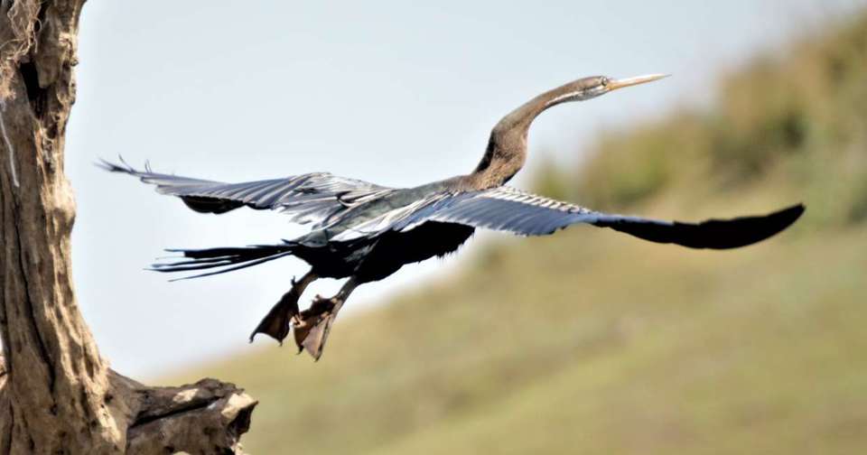 India Tiger Safari - Explore - India