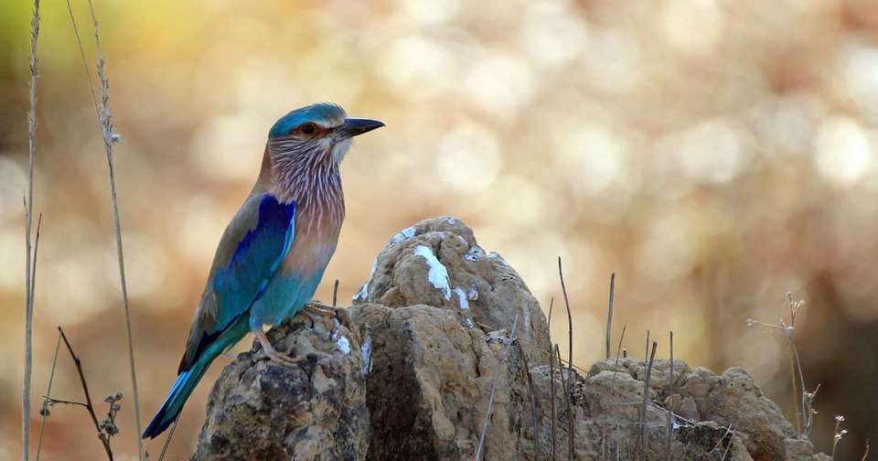 India Tiger Safari - Explore - India