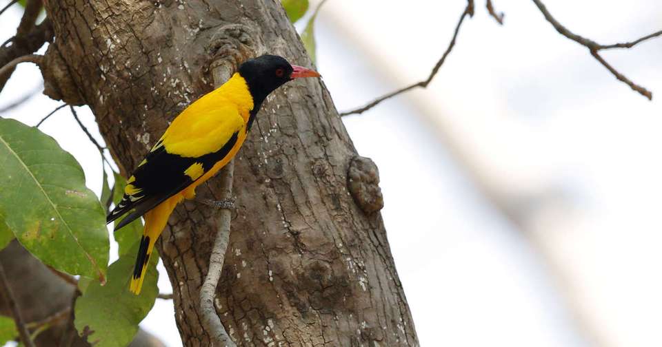 India Tiger Safari - Explore - India