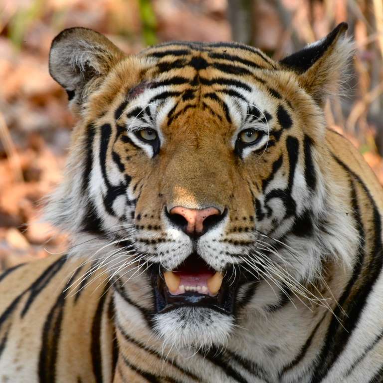 India Tiger Safari trip - alternative tour available