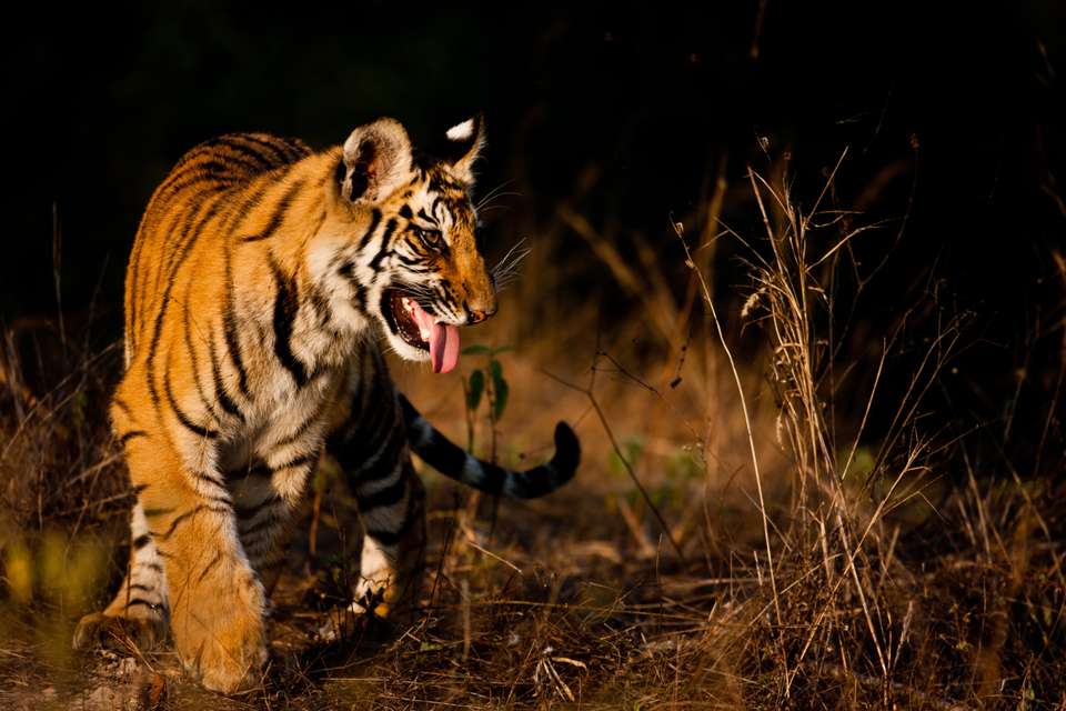 India Tiger Safari - Exodus Adventure Travels - India - Image 16