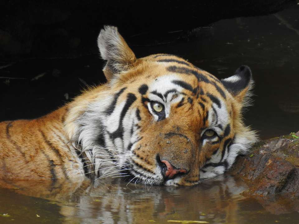 India Tiger Safari - Exodus Adventure Travels - India - Image 15