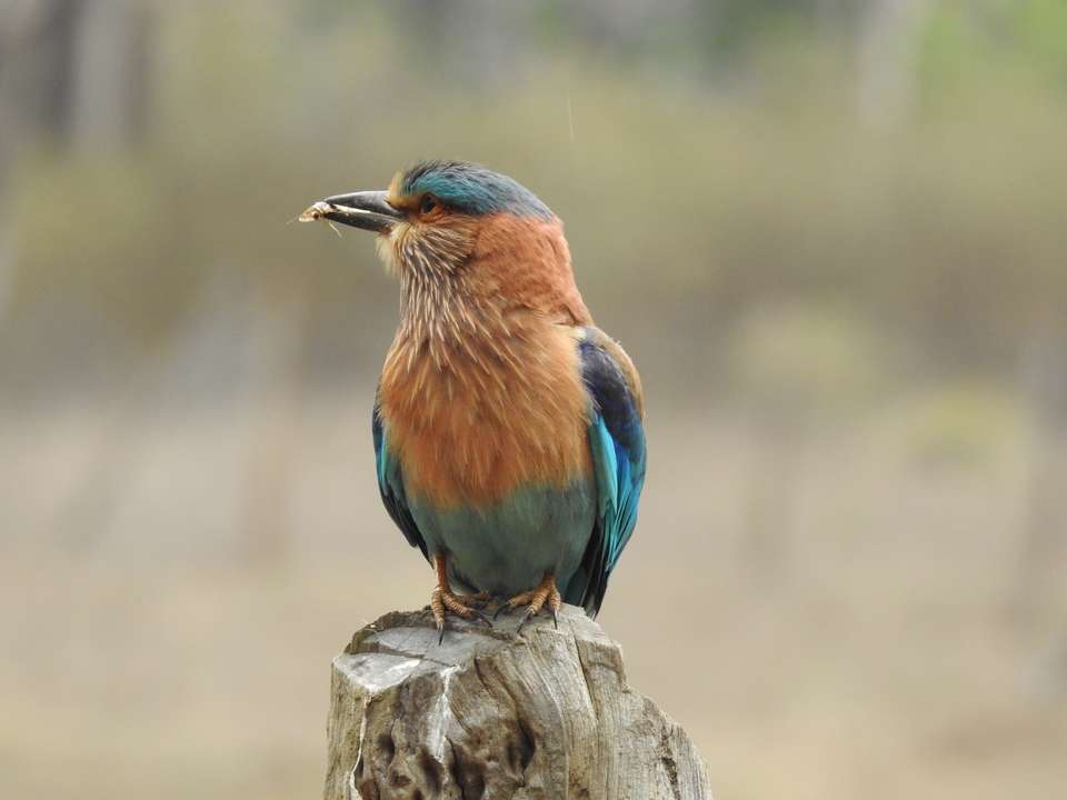 India Tiger Safari - Exodus Adventure Travels - India - Image 14