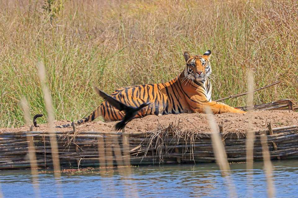 India Tiger Safari - Exodus Adventure Travels - India - Image 12