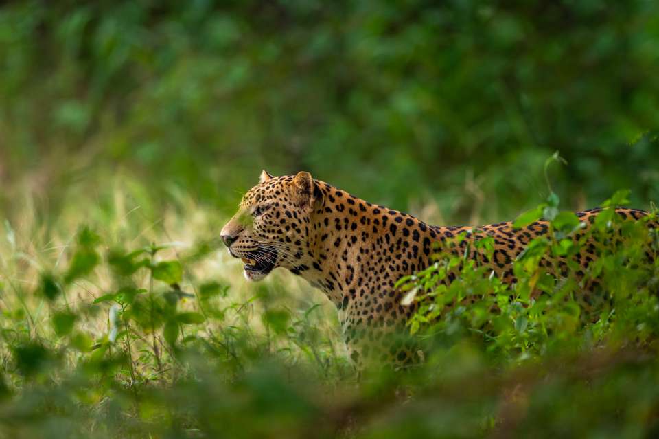 India Tiger Safari - Exodus Adventure Travels - India - Image 2