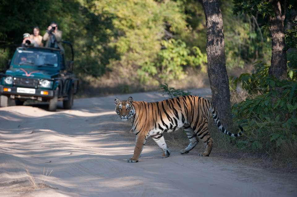 India Tiger Safari - Exodus Adventure Travels - India - Image 8