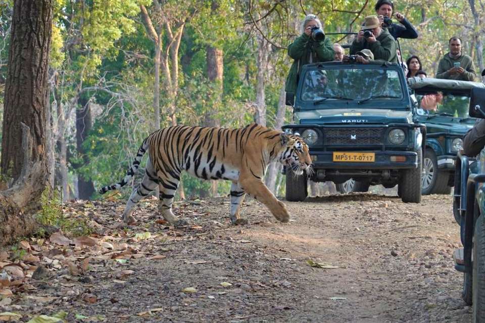 India Tiger Safari - Exodus Adventure Travels - India - Image 7