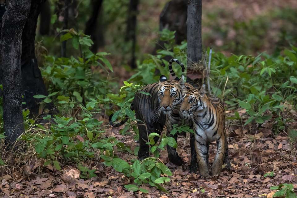India Tiger Safari - Exodus Adventure Travels - India - Image 4