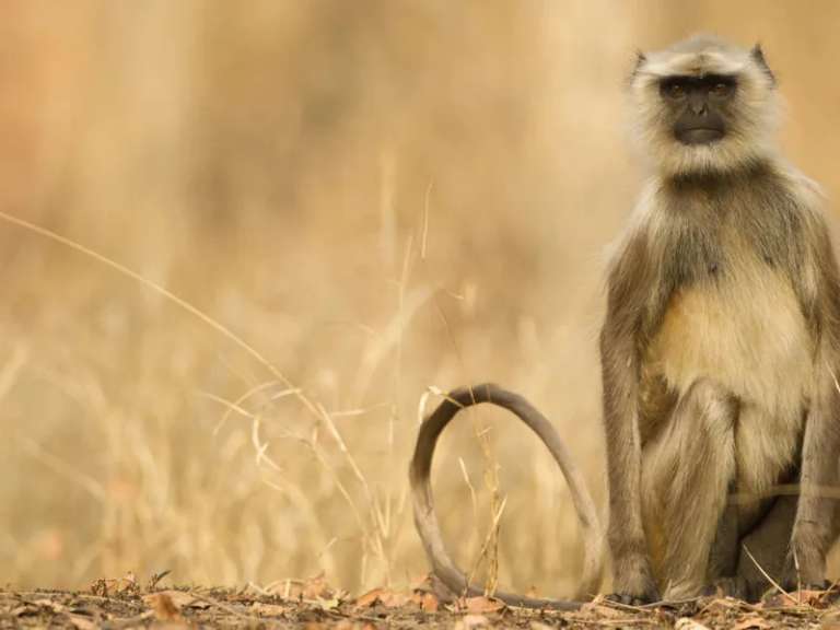 India Wildlife Tour: India Tiger Safari