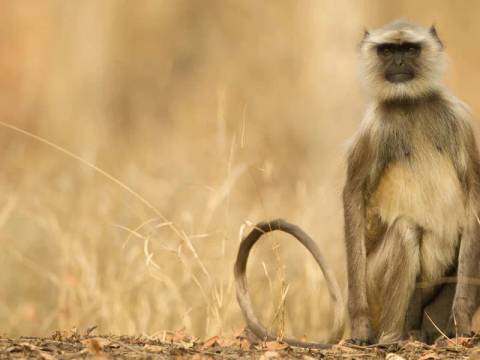 Asia National Parks Tour: India Tiger Safari