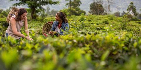 Rickshaw, Cycle Or Local Transport Tour: India To Sri Lanka: The Pink City & Spice Gardens