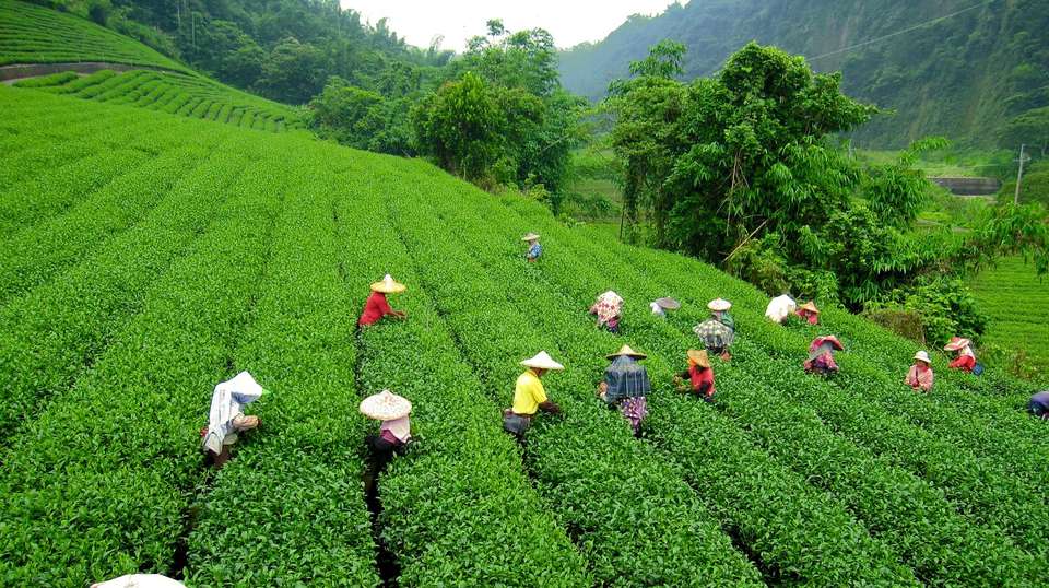 India Tour: Kalimpong, Darjeeling & Gangtok - Royal Rajasthan Travels - India - Image 6