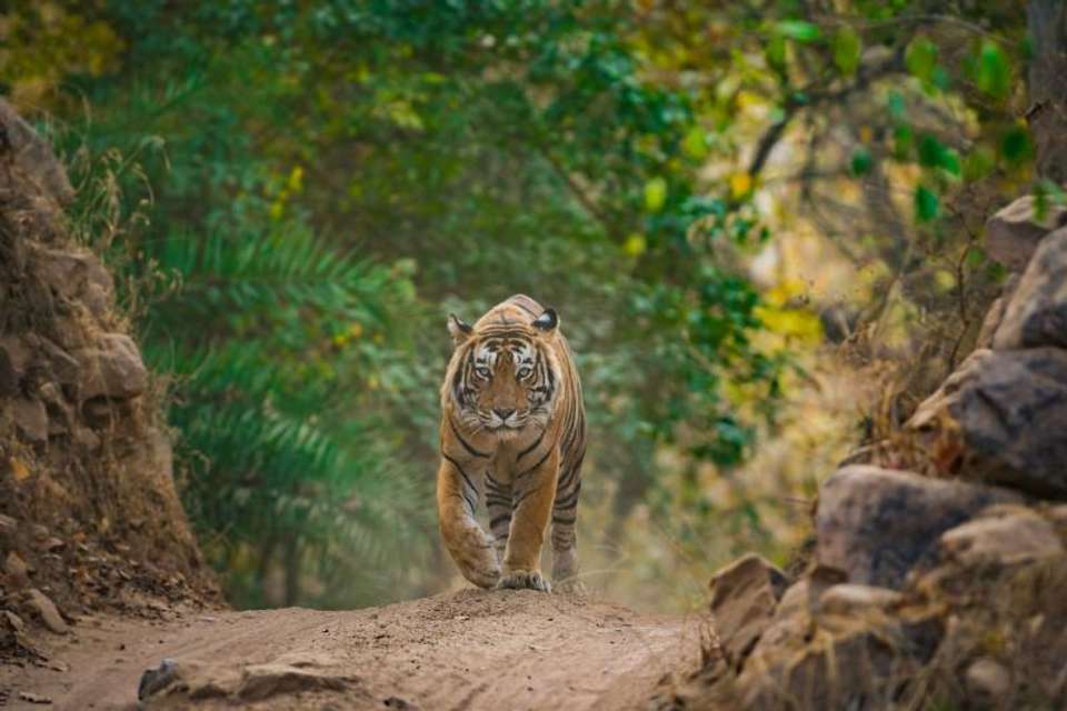 Indian Family Adventure - Encounters Travel - India - Image 1