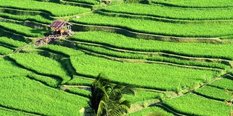 Indonesia Guided And Escorted Tours: Indonesia: Bali Adventure
