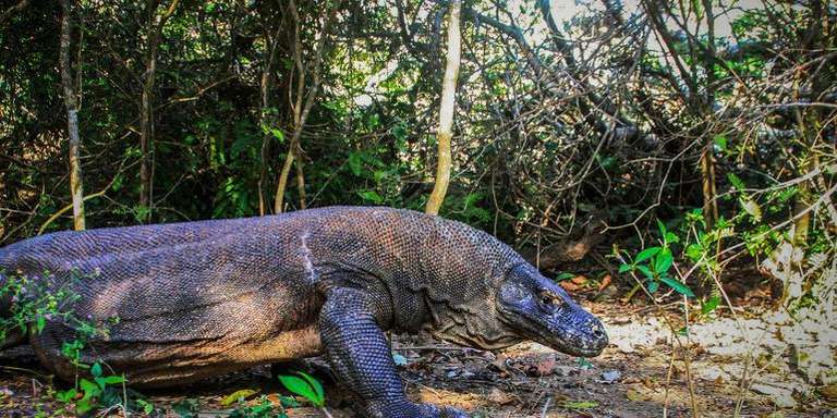 Indonesia: Bali & Komodo Island - August 2027