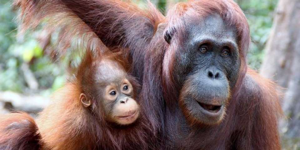 Indonesia: Borneo Orangutans of Tanjung Puting National Park - G Adventures - Indonesia - Image 1