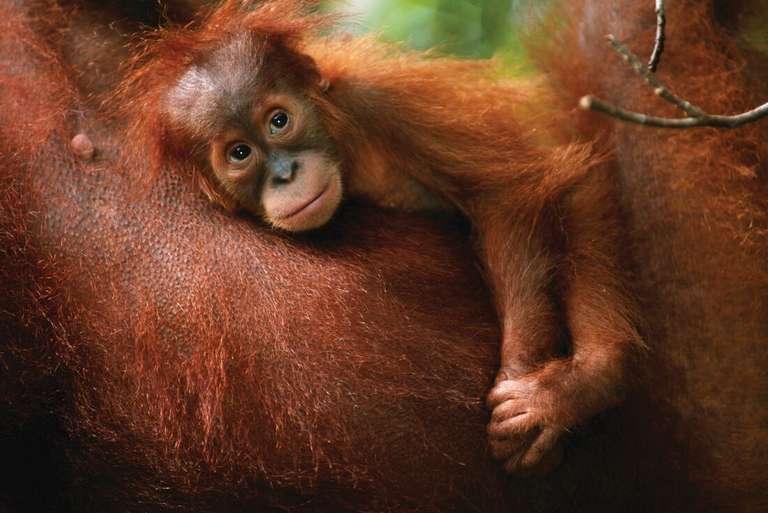 Indonesia Expedition: Orangutans of Kalimantan - 12 days