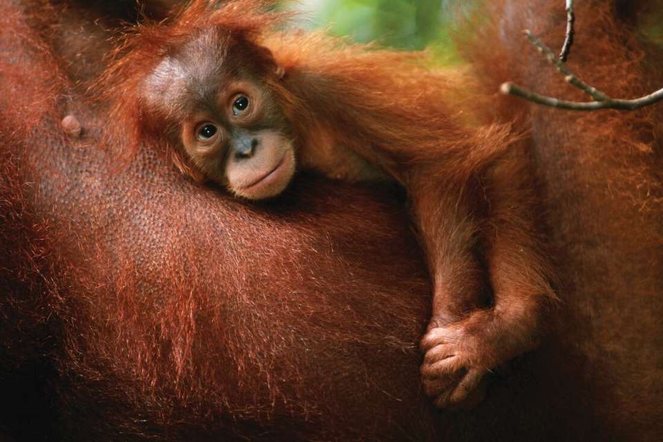 Indonesia Expedition: Orangutans of Kalimantan - Intrepid Travel - Indonesia - Image 1