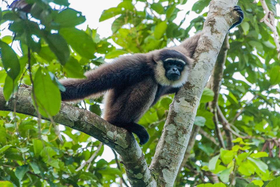 Indonesia Expedition: Orangutans of Kalimantan - Intrepid Travel - Indonesia - Image 3
