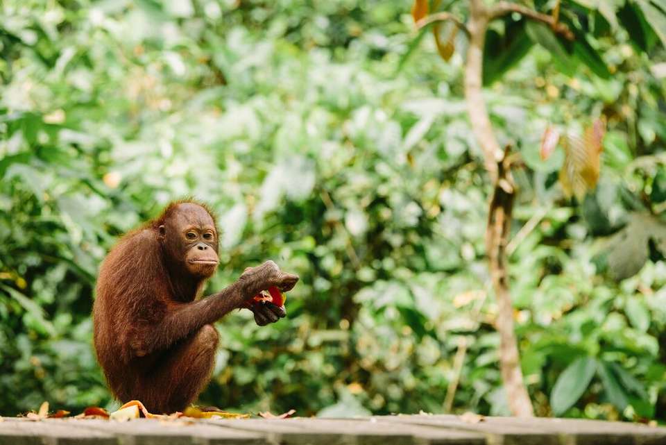 Indonesia Expedition: Orangutans of Kalimantan - Intrepid Travel - Indonesia - Image 4